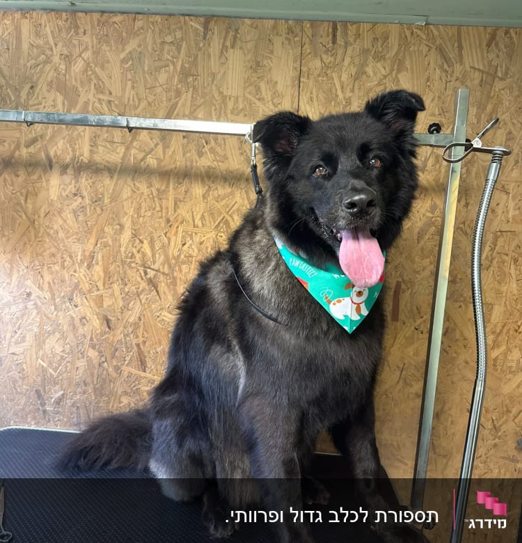 כלב שחור עם בנדנה ירוקה על שולחן טיפוח